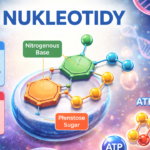 nukleotidy